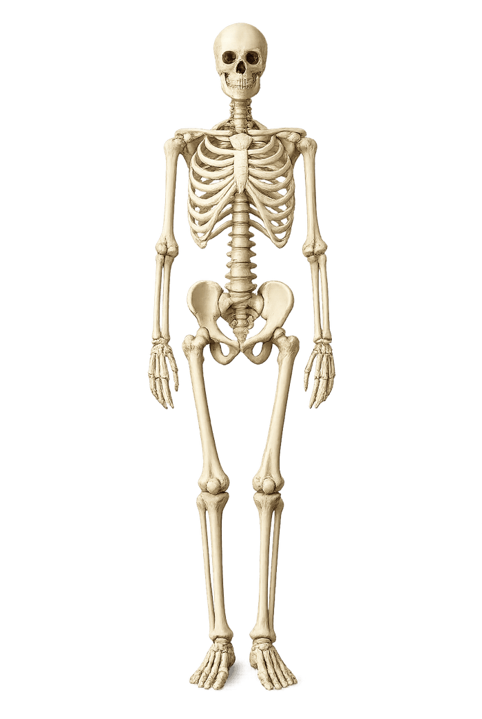 Human skeleton — full-body imaging
